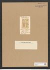 Stauroneis ? eichhornii Schum. (de-Toni-Nr.: Genus 6, Species 916) Zeichnungen Sammlung Grunow Nr. 1776 (NHMW-BOT-W0368673)